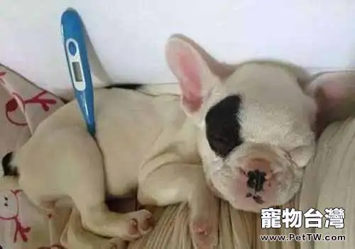 狗狗大便帶血的原因都有哪些？