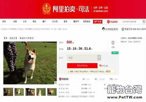 柴犬為主人抵債被拍賣，狗子：這個世界對我充滿深深地惡意