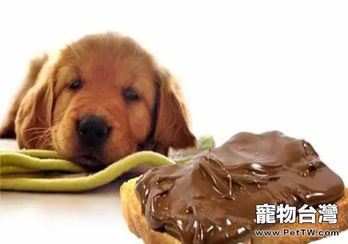 為什麼不能給狗狗吃巧克力？
