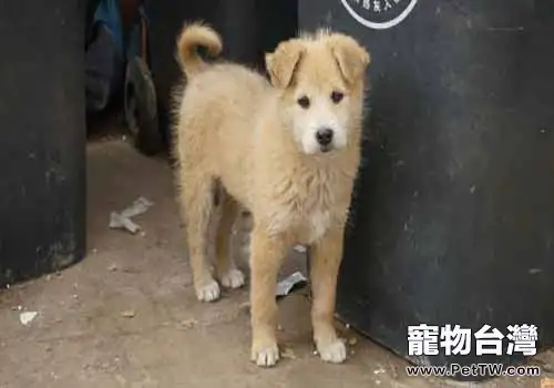 你知道領養狗狗都需要什麼條件嗎？（1圖）-寵物台灣