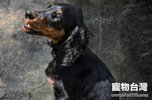哥頓雪達犬好養嗎?哥頓雪達犬特點(1圖)-寵物台灣