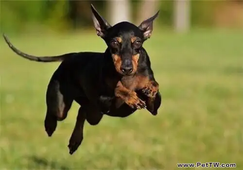 曼徹斯特梗怎麼飼養？曼徹斯特梗飼養技巧（1圖）-寵物台灣