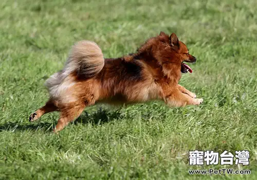 博美 犬(松鼠狗)缺點?博美 犬(松鼠狗)缺點都有哪些(1圖)-寵物台灣