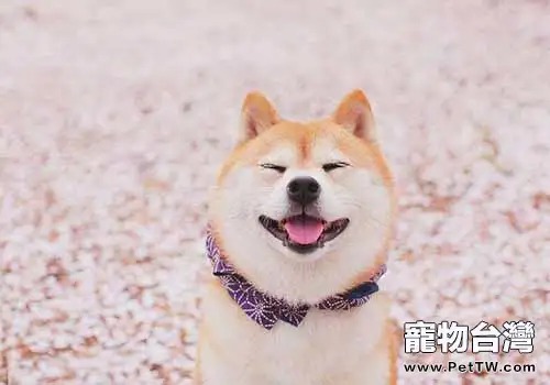 柴犬性格特點都有哪些？柴犬性格介紹