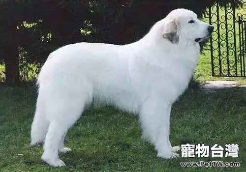 大白熊犬缺點都有哪些？