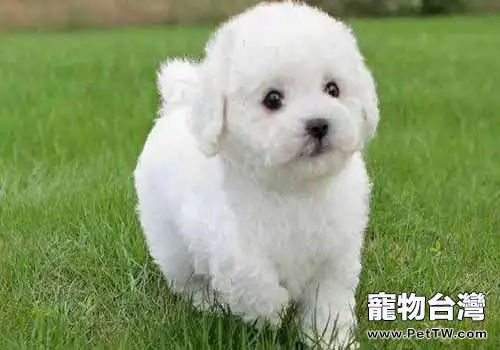 比熊 犬(卷毛比雄犬)缺點大羅列?比熊 犬(卷毛比雄犬)缺點有哪些(1圖)-寵物台灣