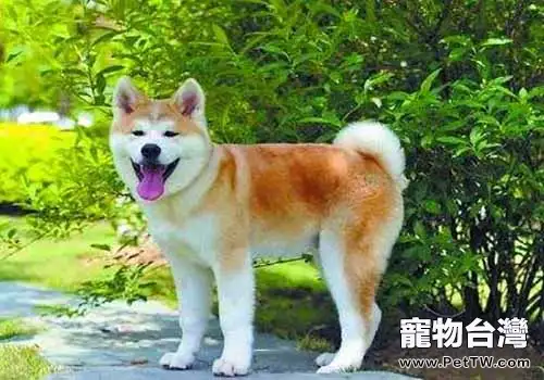 秋田犬性格怎麼樣?秋田犬性格大解析(1圖)-寵物台灣