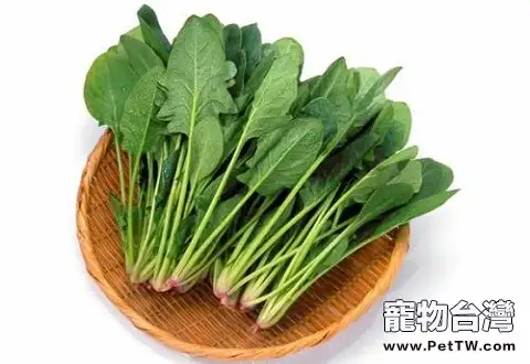 狗狗可以菠菜嗎，狗狗吃菠菜的好處有哪些？