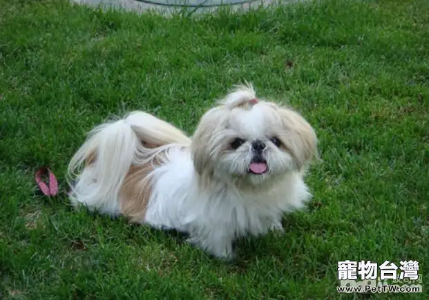 狗狗在戶外上廁所盯著主人看的原因有哪些？（共3張圖片）-寵物台灣