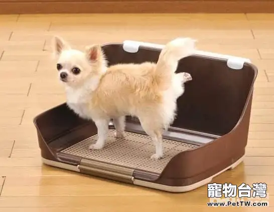 狗狗在戶外上廁所盯著主人看的原因有哪些? 狗狗在戶外上廁所盯著主人看的原因有哪些?