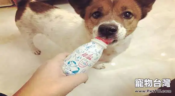 狗狗喝酸奶，狗狗喝酸奶會有什麼後果？