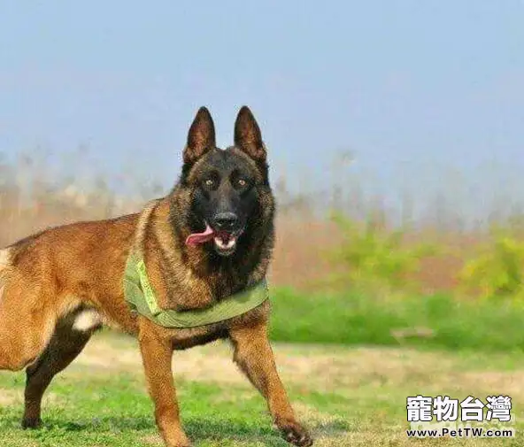 警犬品種有哪些？國內警犬品種介紹