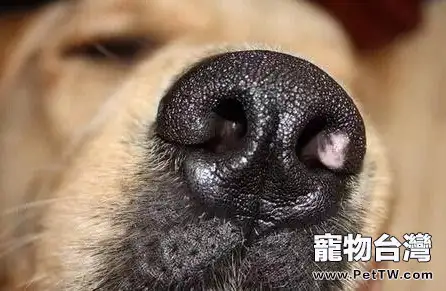 狗狗害怕的氣味，狗狗害怕的氣味有哪些？