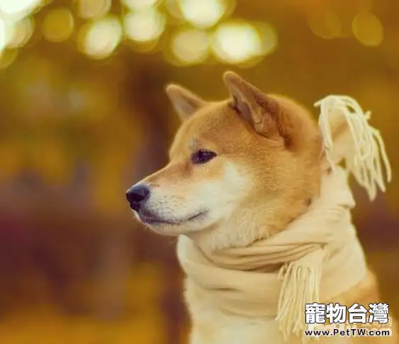 忠犬八公里面的狗，忠犬八公是什麼狗？