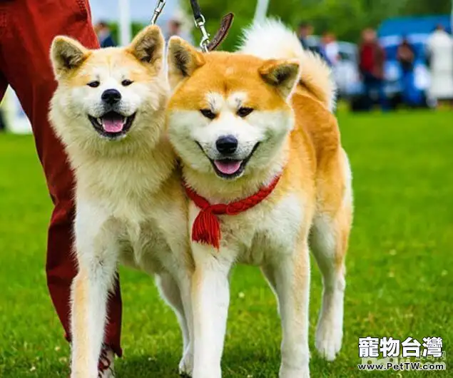 忠犬八公里面的狗，忠犬八公是什麼狗？