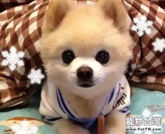十種最受歡迎的寵物犬