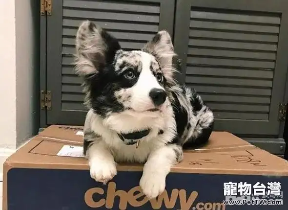 十種最受歡迎的寵物犬