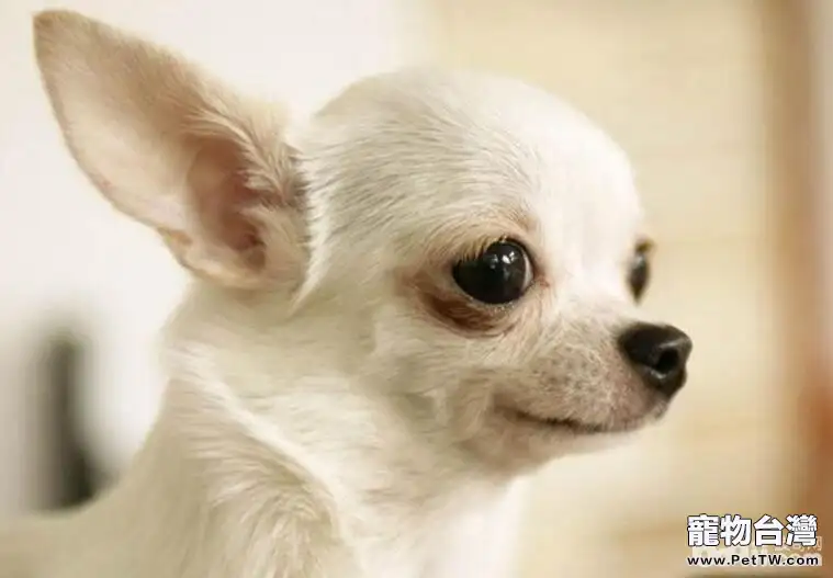 十種最受歡迎的寵物犬