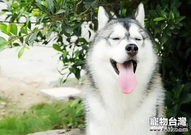 十種最受歡迎的寵物犬