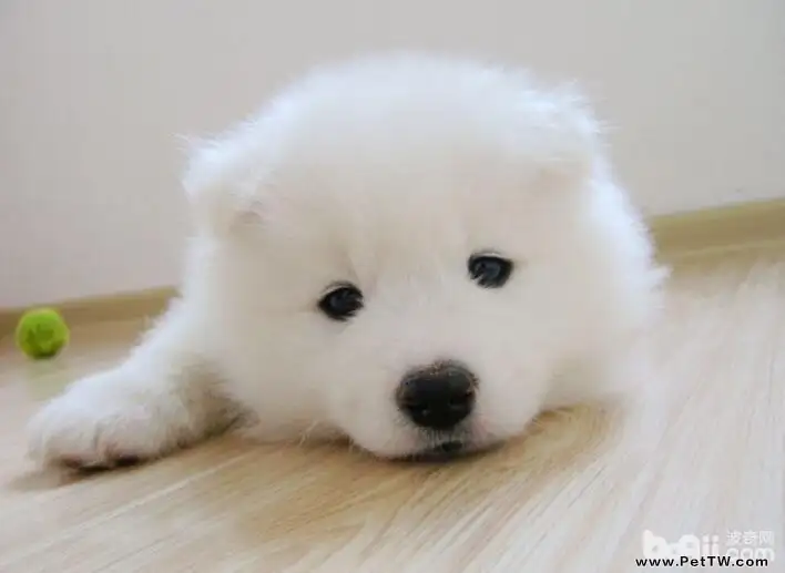 十種最受歡迎的寵物犬
