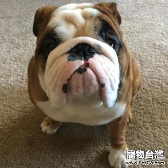十種最受歡迎的寵物犬