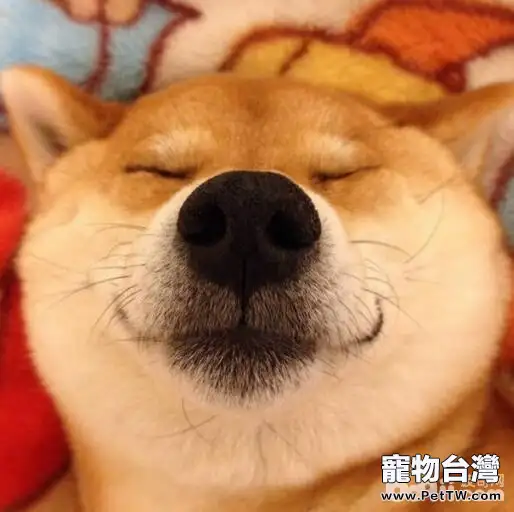 十種最受歡迎的寵物犬