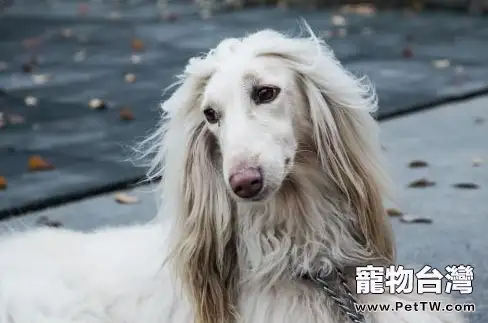 阿富汗獵狗好養嗎？阿富汗獵狗飼養技巧