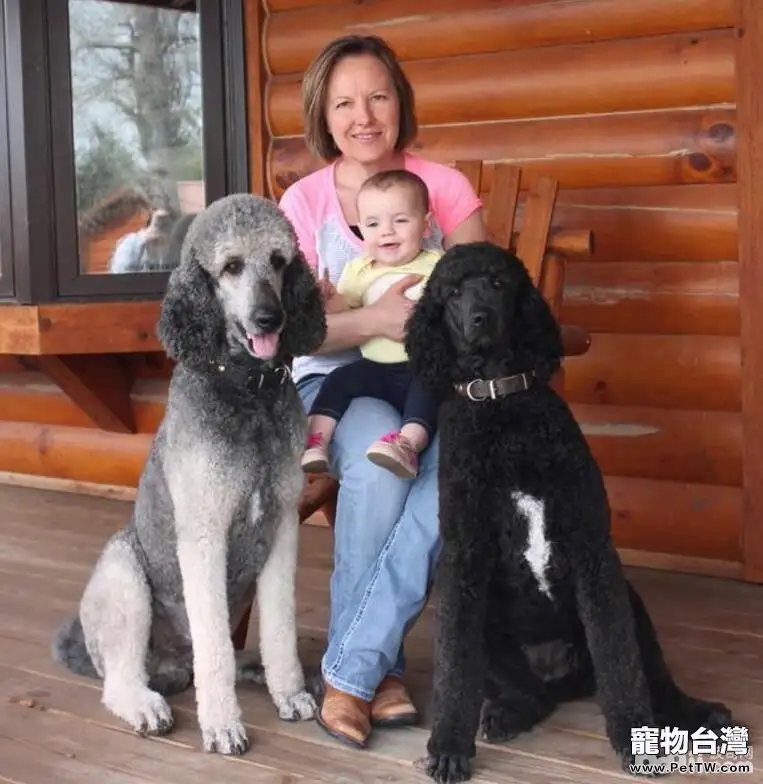 養狗應該注意什麼問題？狗狗飼養技巧介紹