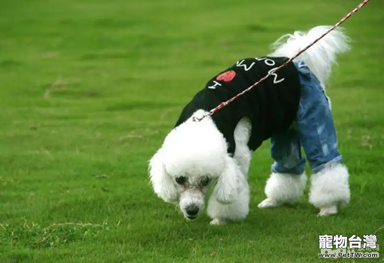 養狗應該注意什麼問題？狗狗飼養技巧介紹（共2張圖片）-寵物台灣