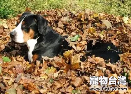 秋季養狗應該注意哪些問題？