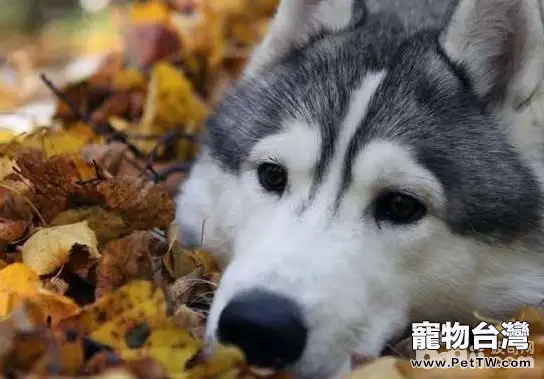 秋季養狗應該注意哪些問題？