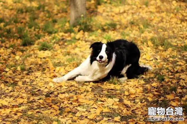 秋季養狗應該注意哪些問題？