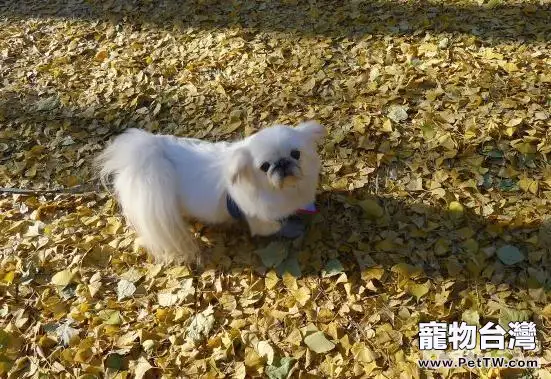 秋季養狗應該注意哪些問題？