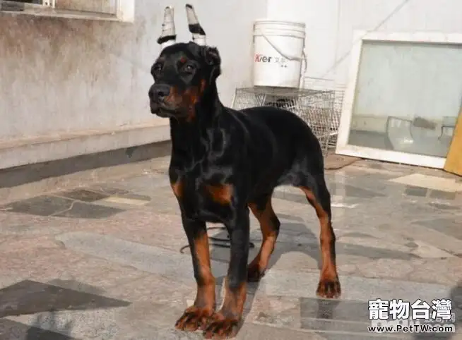 狗狗生命中難忘的幾件事情