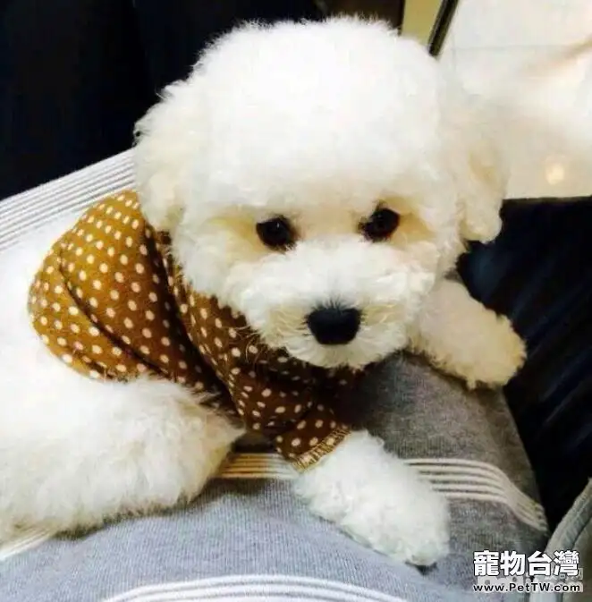 狗狗生命中難忘的幾件事情