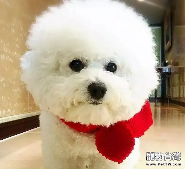 狗狗餵食禁忌，哪些食物不能給狗狗吃？