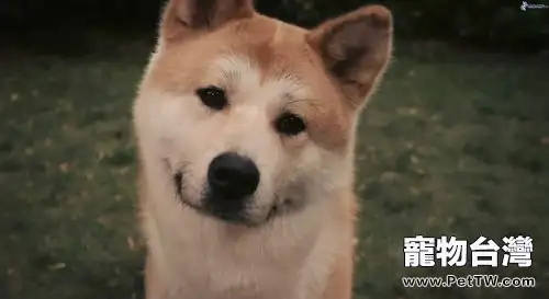 不能對狗狗做的事情,哪些事情不能對狗狗做? 不能對狗狗做的事情,哪些事情不能對狗狗做?