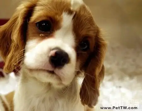 不能對狗狗做的事情,哪些事情不能對狗狗做?(共2張圖片)-寵物台灣