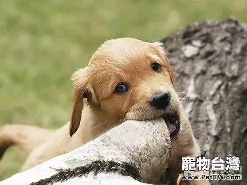 狗狗吃山藥,狗狗吃山藥的好處都有哪些?(共4張圖片)-寵物台灣