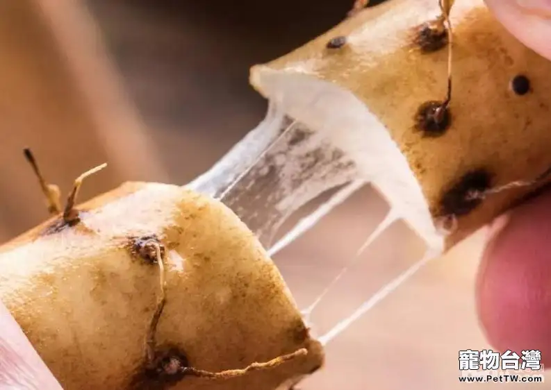 狗狗吃山藥,狗狗吃山藥的好處都有哪些? 狗狗吃山藥,狗狗吃山藥的好處都有哪些?