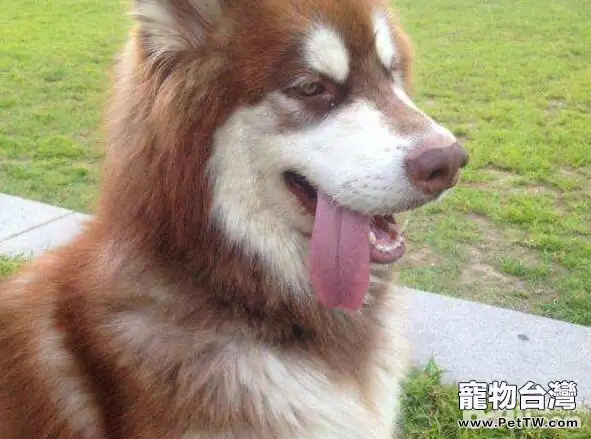 史上最能吃的幾種狗狗,有你家狗子嗎? 史上最能吃的幾種狗狗,有你家狗子嗎?