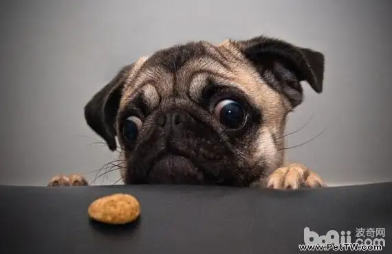 史上最能吃的幾種狗狗,有你家狗子嗎?(共4張圖片)-寵物台灣