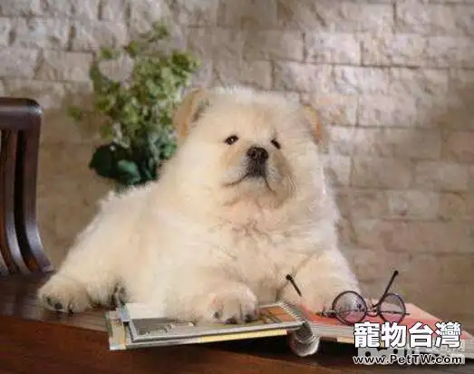 史上最能吃的幾種狗狗,有你家狗子嗎? 史上最能吃的幾種狗狗,有你家狗子嗎?