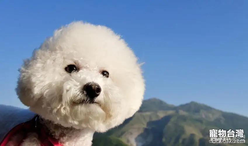 比熊 犬（卷毛比雄犬）毛髮打點，比熊 犬（卷毛比雄犬）吃什麼美毛？