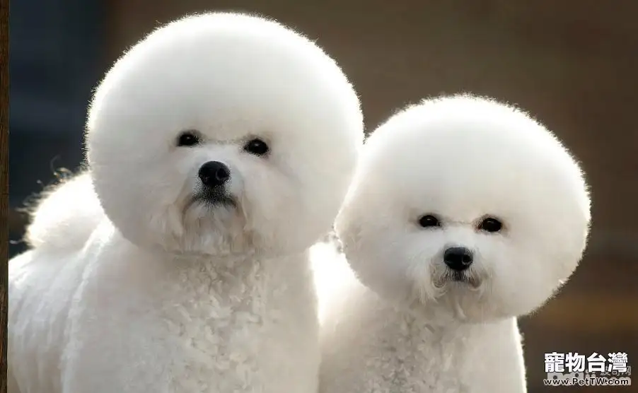 比熊 犬(卷毛比雄犬)毛髮打點,比熊 犬(卷毛比雄犬)吃什麼美毛?(共4張圖片)-寵物台灣