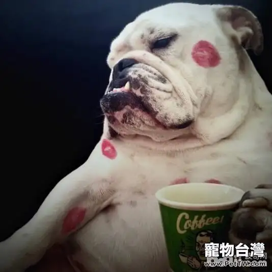 怎樣照顧好狗狗，做個合格的家長？