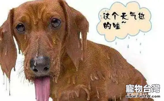 夏天最熱的時候注意事項  有些事情鏟屎官們不能做（共2張圖片）-寵物台灣