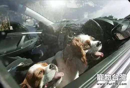 夏天最熱的時候注意事項 有些事情鏟屎官們不能做