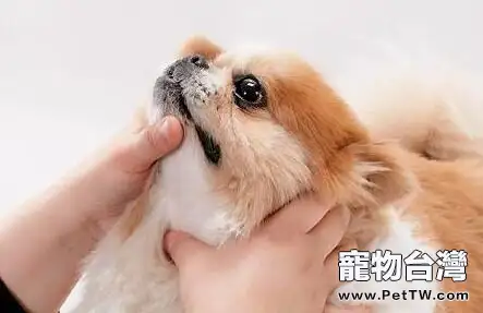 狗狗生病不吃藥,狗狗生病不吃藥怎麼解決?(1圖)-寵物台灣