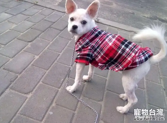 給狗狗穿衣服有哪些危害？狗狗穿衣服注意事項